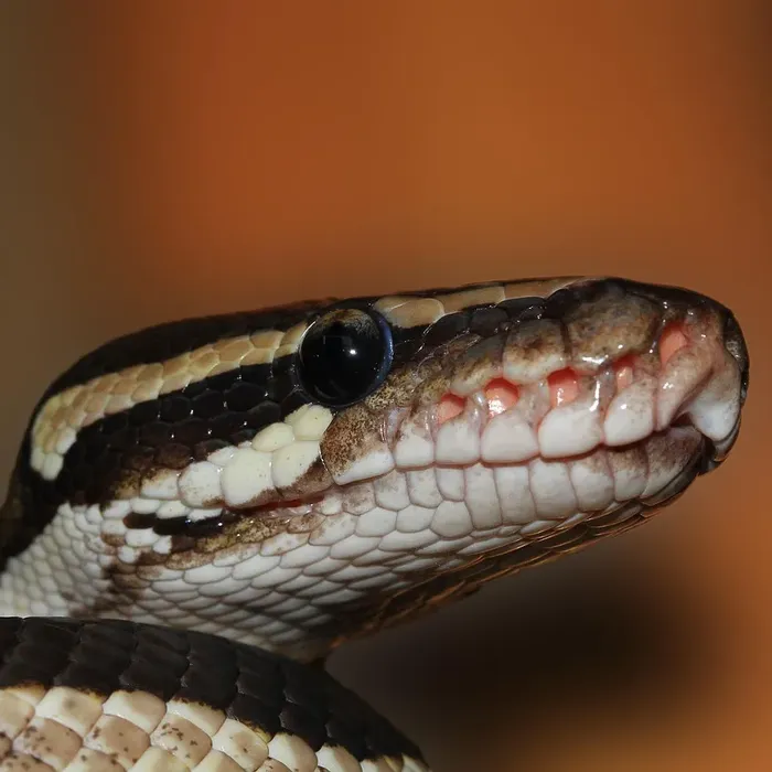 Female Super Pastel Het Puzzle Possible Het Clown Ball Python