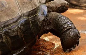 Star Tortoise Baby