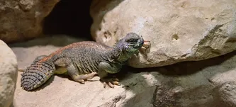 Red Nigerian Uromastyx Baby