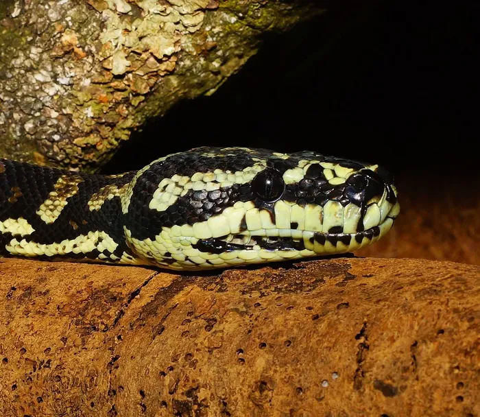 Tree Python