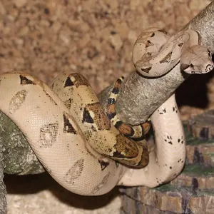 Boa Constrictor