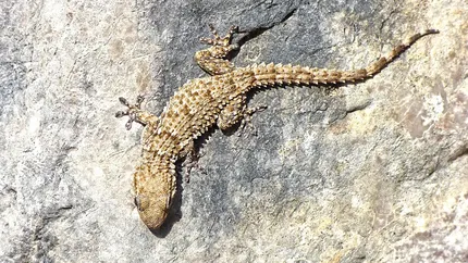 Red/Orange Stripe Gargoyle Gecko