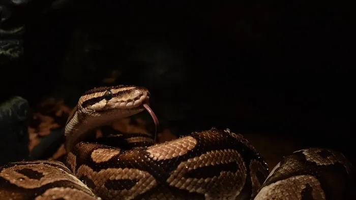 Male Banana Vanilla Het Clown Ball Python
