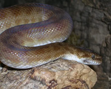 Scaleless Ball Python