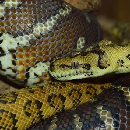 Male Banana Pastel Mojave Yellow Belly 100% Het Puzzle (Possible Fluff)