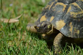 Snow Red Ear Slider Turtle Baby