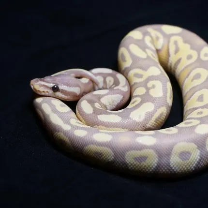 Black Ball Python