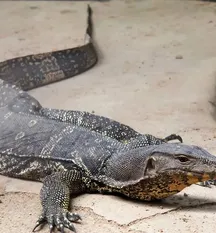 Baby Black Roughneck Monitor