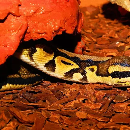 Female Calico Yellow Belly 100% Het Puzzle (FREE Shipping)