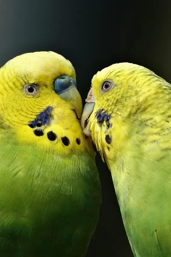 Indian Ringneck parakeet -Gray Opaline -Male