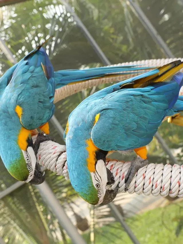 Indian Ringneck parakeet