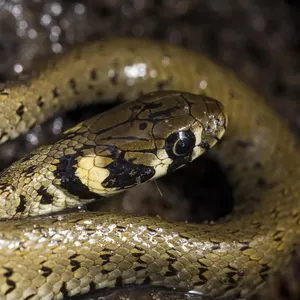 Carpet Pythons