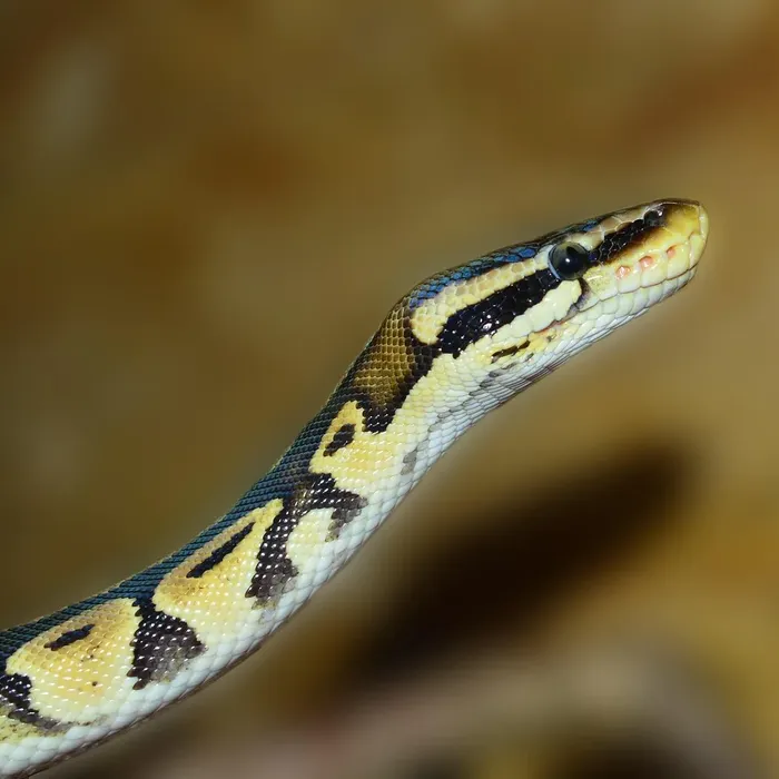 Male Banana Pastel Mojave Yellow Belly 100% Het Puzzle (Possible Fluff)