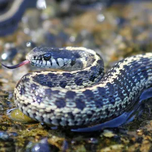 Garter Snakes