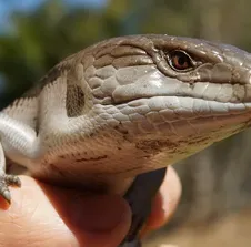 Northern Blue Tongue Skink Adult