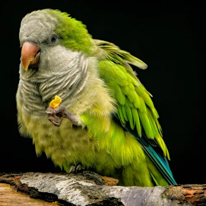 Quaker - Green opaline