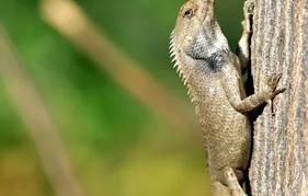 Red Nigerian Uromastyx Juvenile