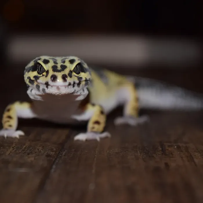 High White Mandarin Inferno Tremper Albino High White Mandarin Inferno Tremper Albino