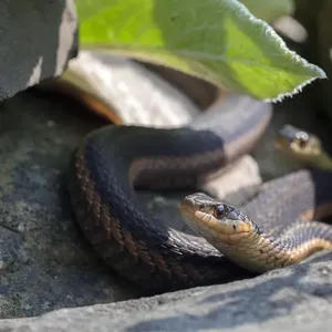 Garter Snakes