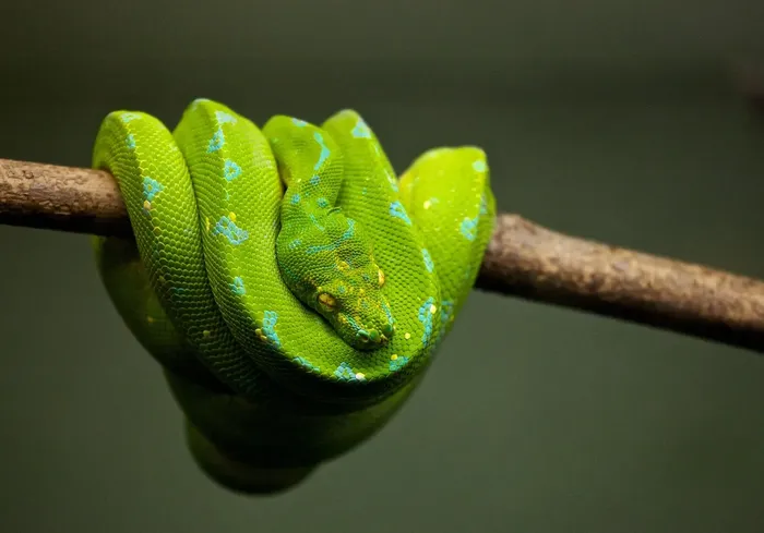 Rubber Boa snake