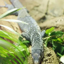 Blue Tree Monitor