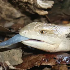 Red Sunrise Northern Blue Tongue Skink Baby