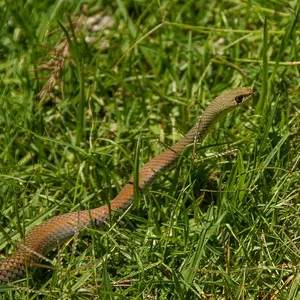 Cribo snake