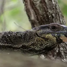 Argus Monitor Baby