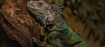 Golden Dispar Uromastyx Juvi