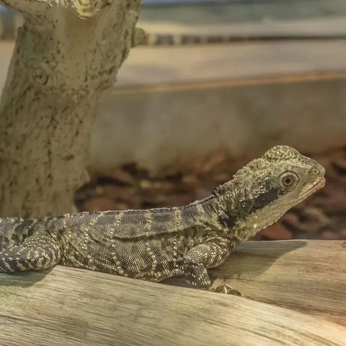 Giant W&Y Mack Snow Leopard Gecko Female