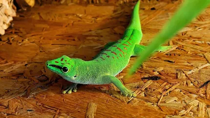 Ash Grey Leopard Gecko dry hide