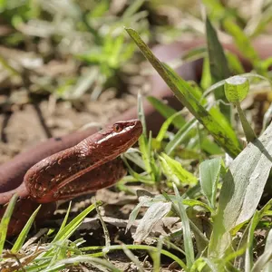 Black Blood Python