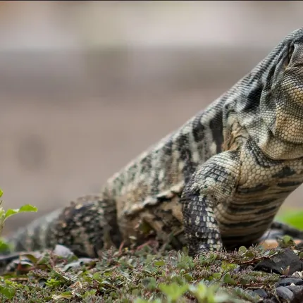 2023 Juvenile Unsexed High White Red Tegu