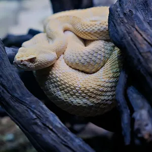 Dwarf Boa