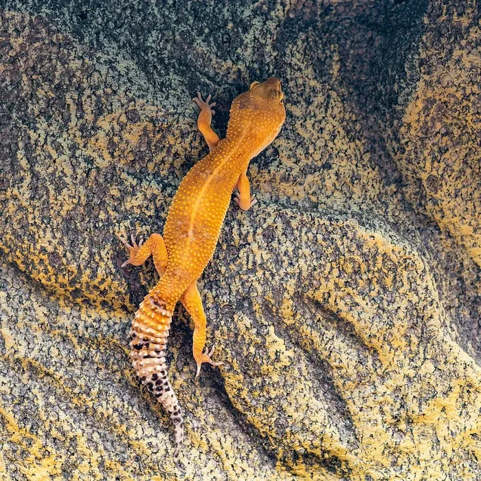 TBS Fire Bold Halloween Mask Red Stripe Bandit 100% Het Tremper Albino