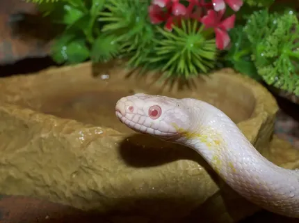 Dwarf Boa