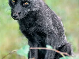 Melanistic Jeweled Lacerta