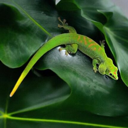 Madagascan Giant Day Gecko