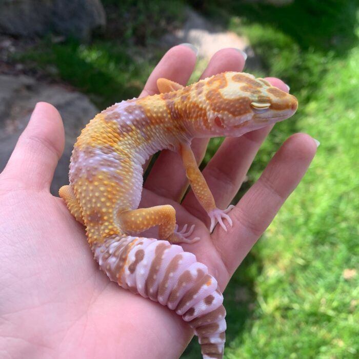 OG Tang x Pacific Green Leopard Gecko Sub Adult