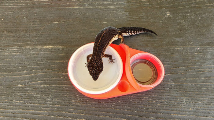 Strawberry Red Leopard Gecko food bowl calcium dish & water dish