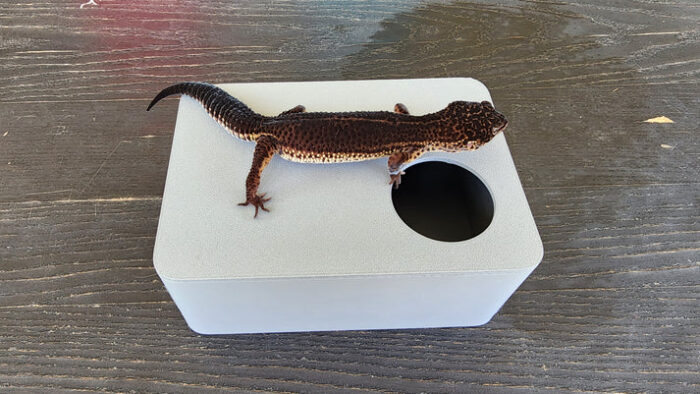 Ash Grey Leopard Gecko humid hide, dry hide, food bowl, calcium & water dish combo