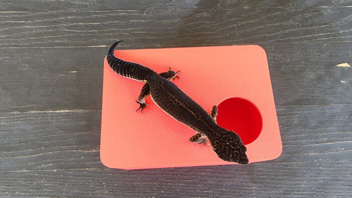 Strawberry Red Leopard Gecko humid hide, dry hide, food bowl, calcium & water dish combo