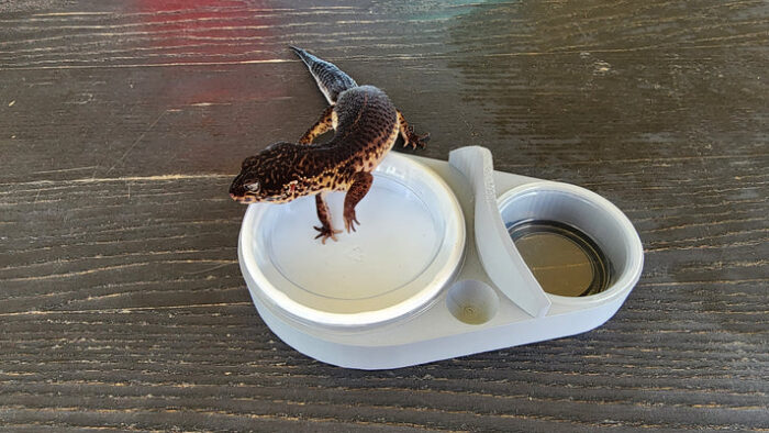 Ash Grey Leopard Gecko food bowl, calcium dish & water dish