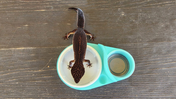 Sky Blue Leopard Gecko food bowl, calcium dish & water dish