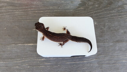 Ash Grey Leopard Gecko dry hide