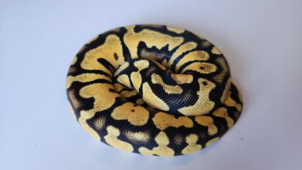 Female Pastel Yellow Belly Het Puzzle Ball Python