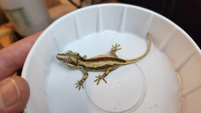 Red Stripe Reticulated Gargoyle Gecko (Interesting Looking!)