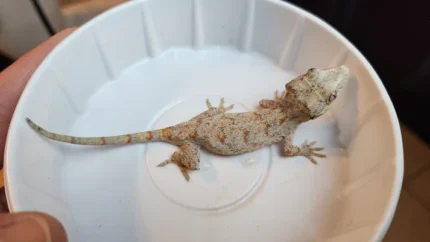 Orange Blotched Gargoyle Gecko