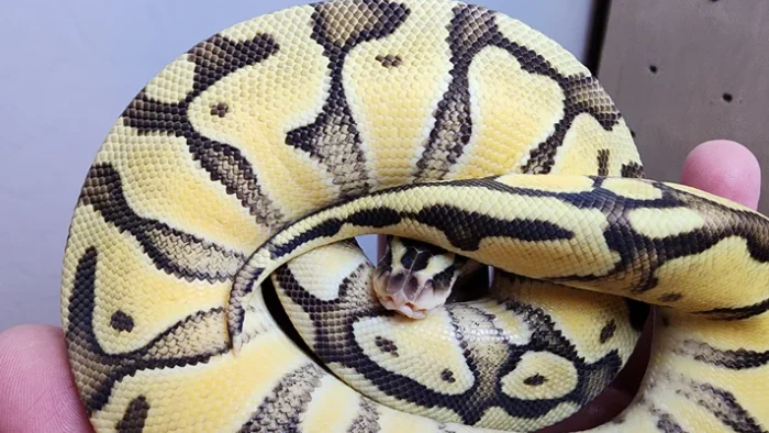 Female Super Pastel Enchi Het Clown Ball Python