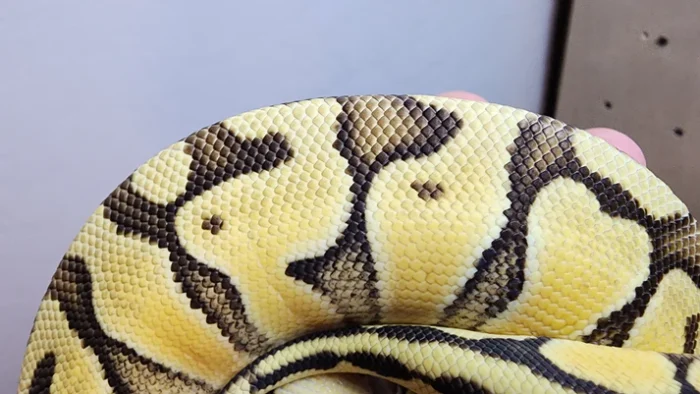 Female Super Pastel Enchi Het Clown Ball Python